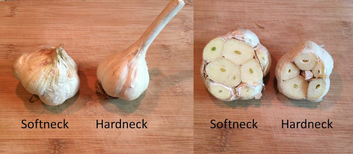 Softneck Garlic and Hardneck Garlic