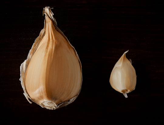 a Elephant Garlic