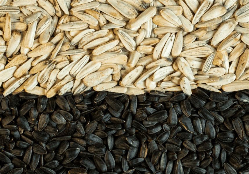 China Sunflower Seeds