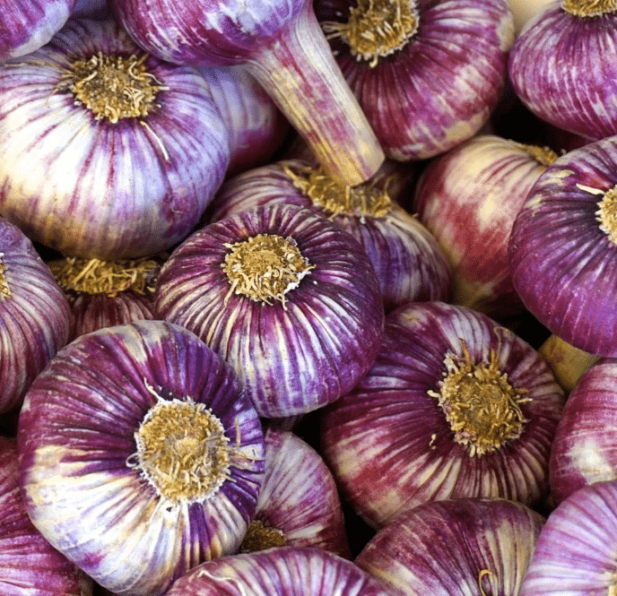 Purple Garlic