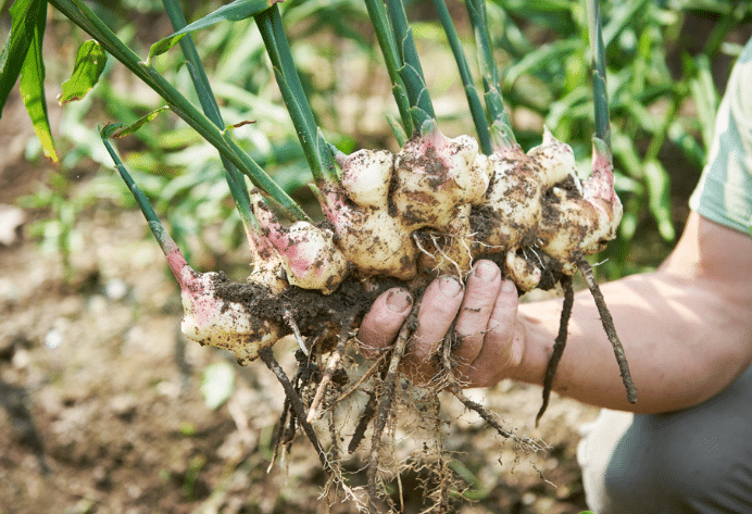 Ginger Production